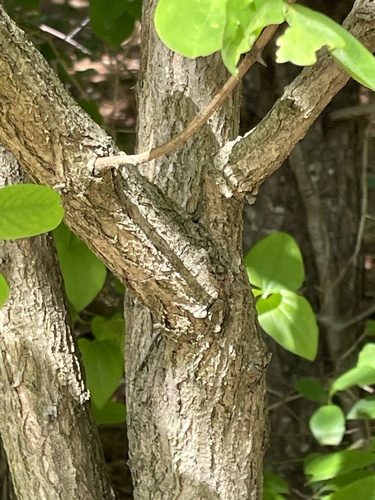 Robinia pseudoacacia (black locust) (alternate view 4)