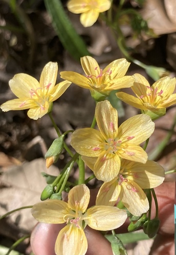 Claytonia virginica (Virginia Springbeauty)