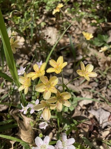 Claytonia virginica (Virginia Springbeauty)
