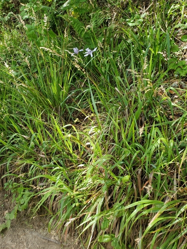 Anthoxanthum (sweetgrasses) (alternate view 2)