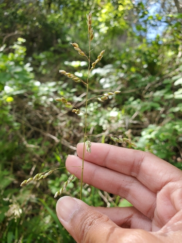 Anthoxanthum (sweetgrasses) (alternate view 3)