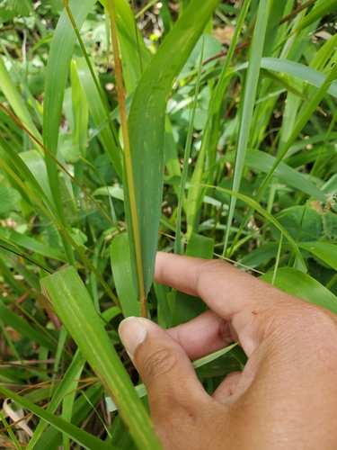 Anthoxanthum (sweetgrasses) (alternate view 4)