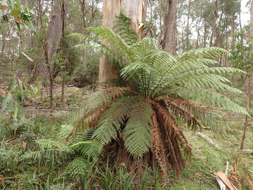 Dicksonia antarctica (man fern) (alternate view 10)