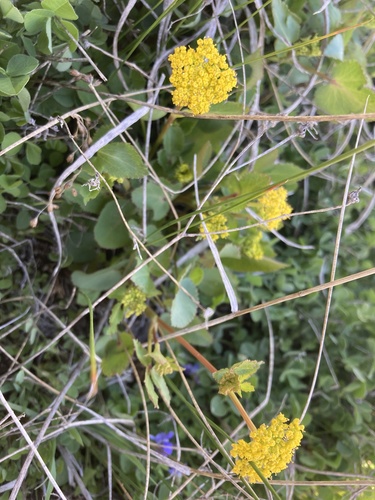 Zizia (Alexanders) (alternate view 3)