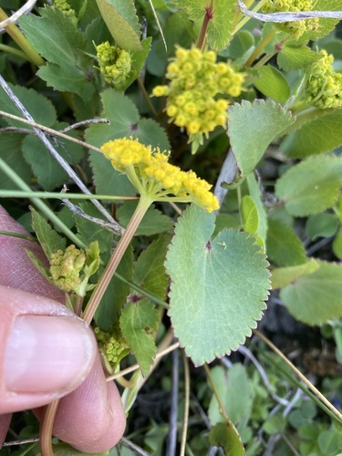 Zizia (Alexanders) (alternate view 2)