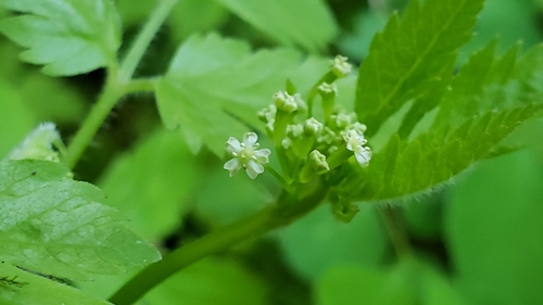 Osmorhiza berteroi (mountain sweet cicely) (alternate view 4)