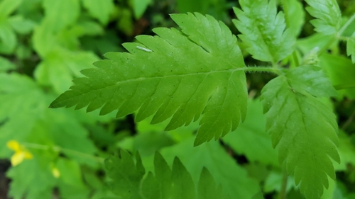 Osmorhiza berteroi (mountain sweet cicely) (alternate view 5)