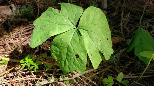 Achlys triphylla (vanilla-leaf) (alternate view 4)