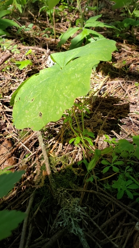 Achlys triphylla (vanilla-leaf) (alternate view 5)