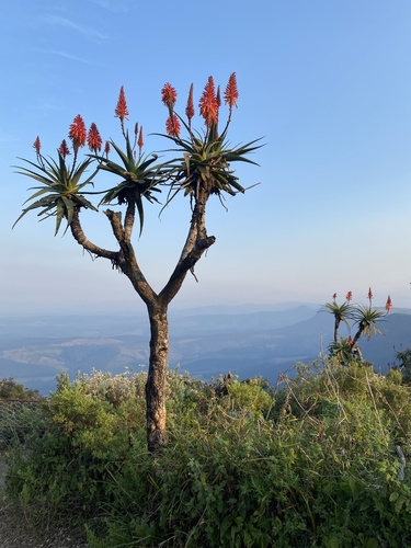 Aloe arborescens (Candelabra Aloe)