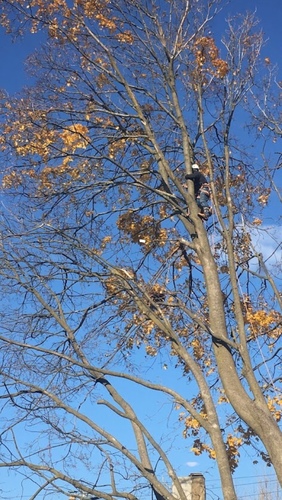 Acer platanoides (Norway maple) (alternate view 11)