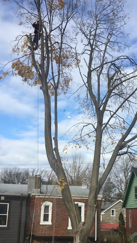 Acer platanoides (Norway maple) (alternate view 12)