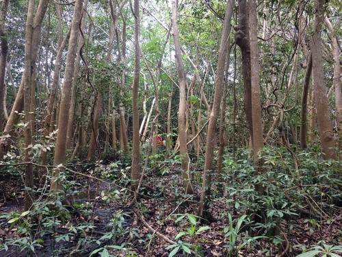 Pachira aquatica (Money Tree)
