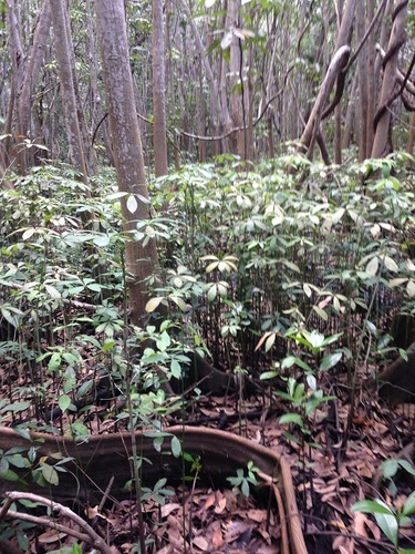 Pachira aquatica (Money Tree)