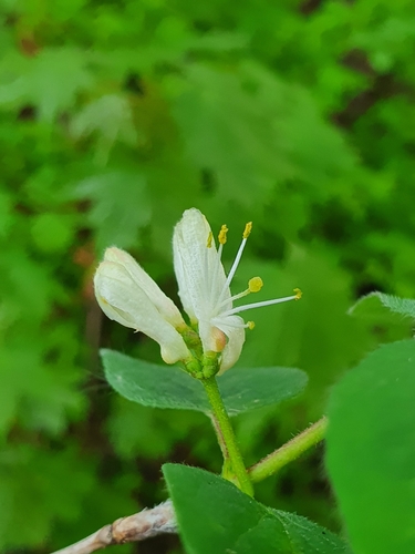 Lonicera xylosteum (Fly Honeysuckle)