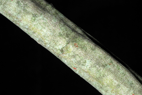 Salix atrocinerea (Rusty Willow)