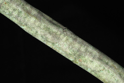 Salix atrocinerea (Rusty Willow)
