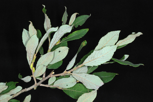 Salix atrocinerea (Rusty Willow)