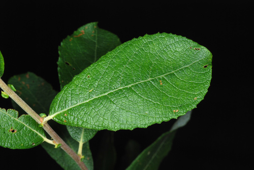 Salix atrocinerea (Rusty Willow)