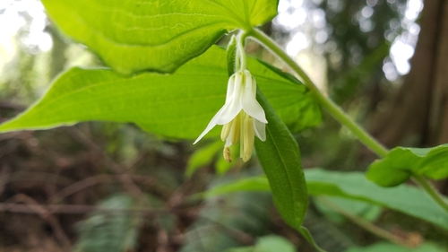 Prosartes hookeri (Hooker's Fairy Bells) (alternate view 2)