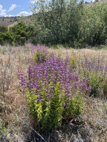 Penstemon spectabilis (Showy Penstemon)