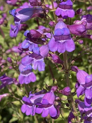 Penstemon spectabilis (Showy Penstemon) (alternate view 2)