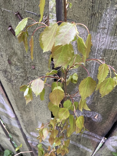 Populus tremula (European aspen)