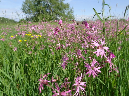 Silene flos-cuculi (ragged-robin)