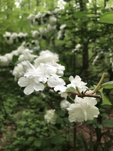 Viburnum plicatum (Japanese Snowball Bush)