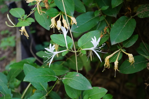 Lonicera (honeysuckles) (alternate view 2)