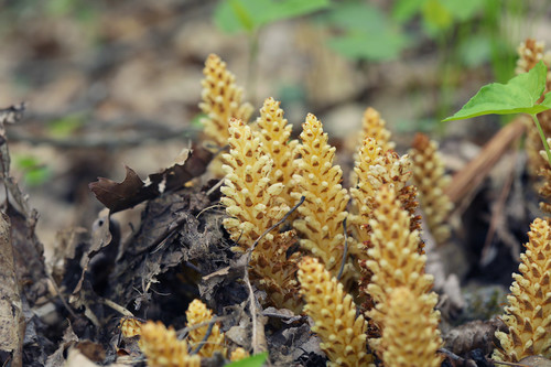 Conopholis americana (American cancer-root)
