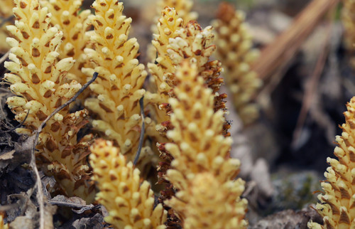 Conopholis americana (American cancer-root)