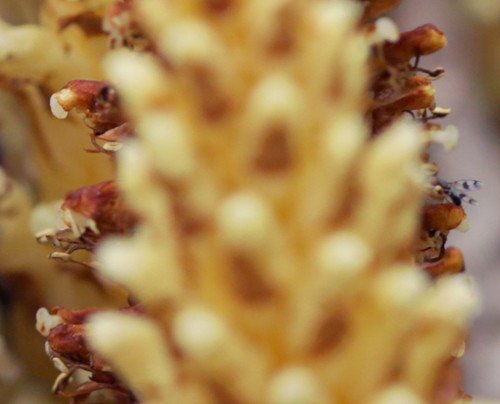 Conopholis americana (American cancer-root)
