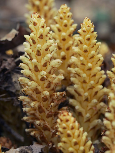 Conopholis americana (American cancer-root)
