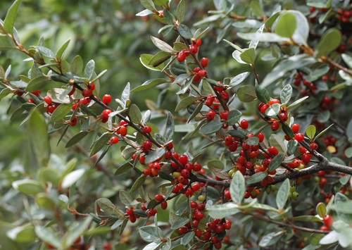 Shepherdia canadensis (Russet Buffaloberry)