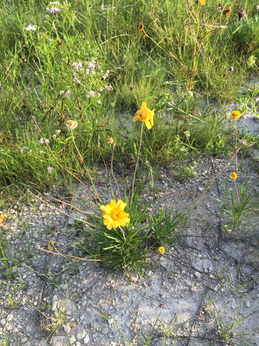 Tetraneuris scaposa (Stemmy Four-nerved Daisy) (alternate view 4)
