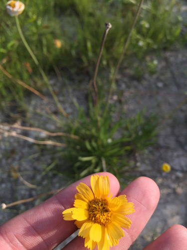Tetraneuris scaposa (Stemmy Four-nerved Daisy) (alternate view 5)