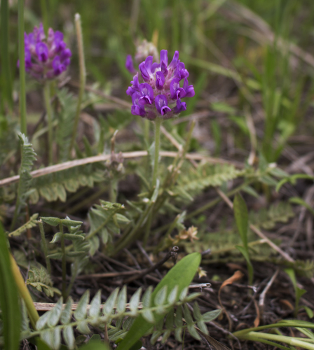 Oxytropis (Locoweed) (alternate view 9)