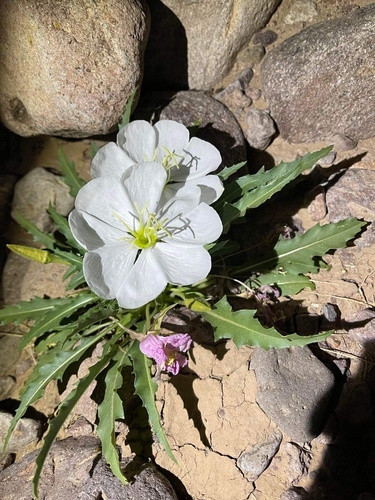 Oenothera cespitosa (fragrant evening primrose) (alternate view 6)