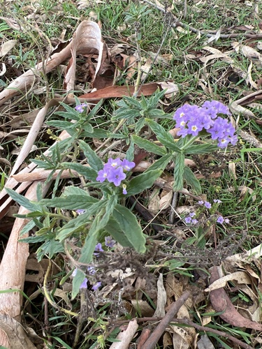 Heliotropium amplexicaule (fragrant heliotrope) (alternate view 6)
