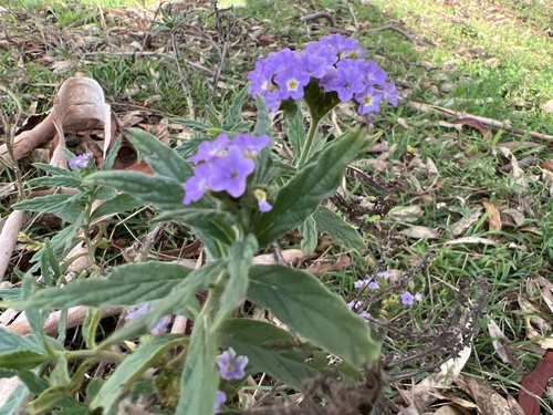 Heliotropium amplexicaule (fragrant heliotrope) (alternate view 7)