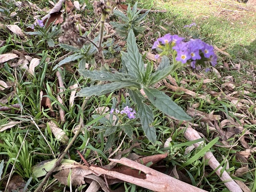 Heliotropium amplexicaule (fragrant heliotrope) (alternate view 9)