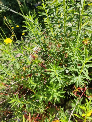 Euphorbia ceratocarpa