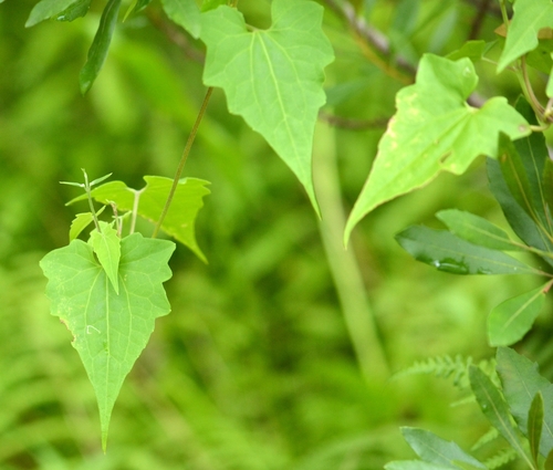Mikania scandens (climbing hempvine) (alternate view 7)