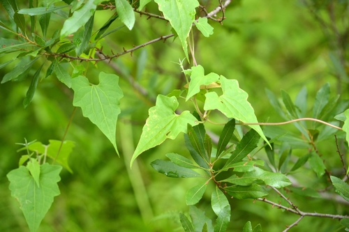 Mikania scandens (climbing hempvine) (alternate view 8)