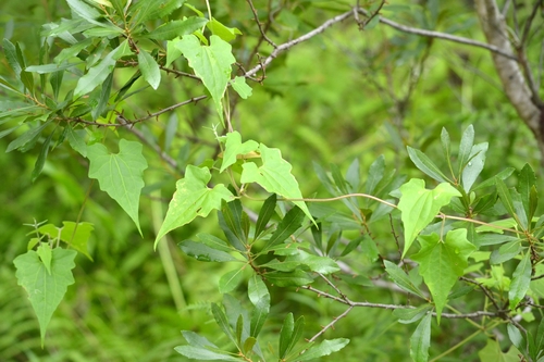 Mikania scandens (climbing hempvine) (alternate view 9)