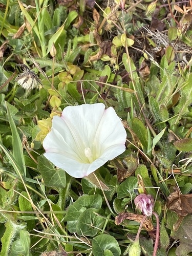 Calystegia purpurata (Pacific False Bindweed) (alternate view 5)