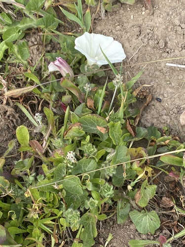 Calystegia purpurata (Pacific False Bindweed) (alternate view 6)