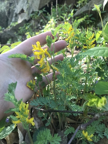 Corydalis aurea (golden corydalis) (alternate view 3)