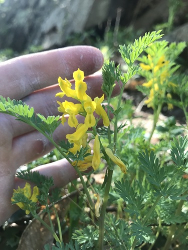 Corydalis aurea (golden corydalis) (alternate view 4)
